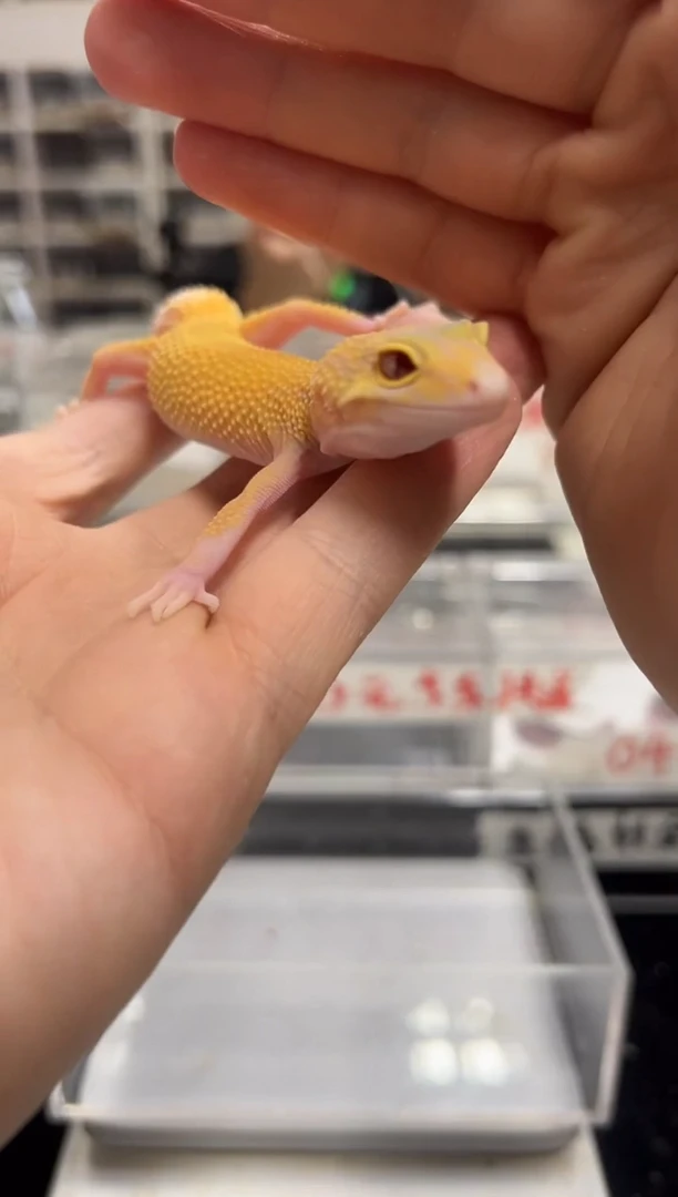 豹纹守宫31豹纹守宫