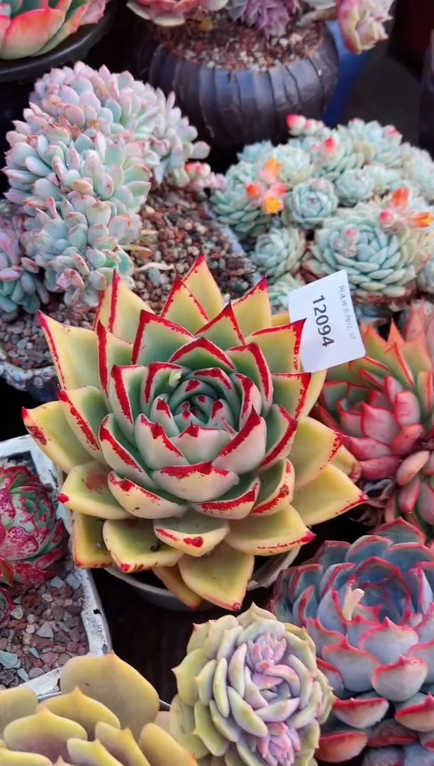 【闪购商品】12094