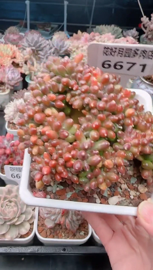 【闪购商品】6671.