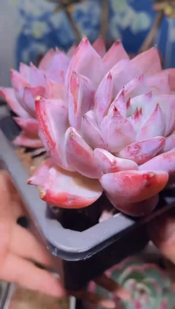 【闪购商品】493卡系多肉