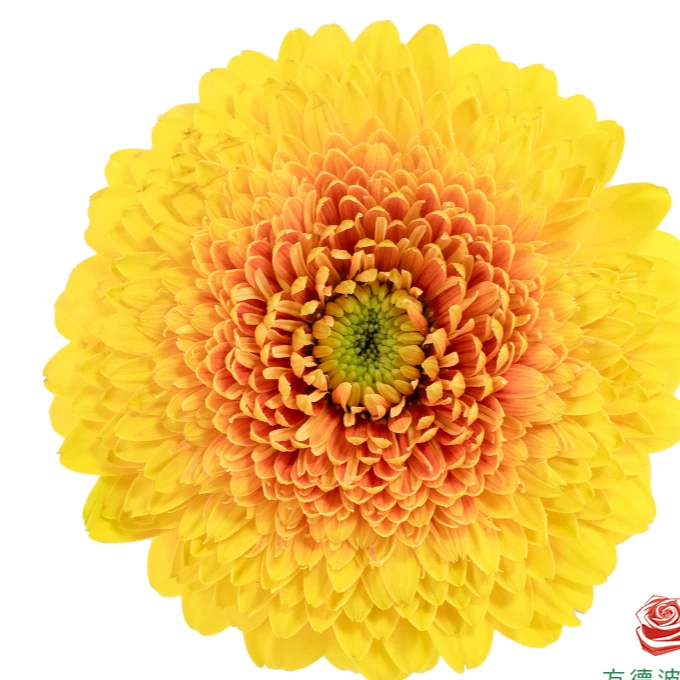 【源头一手价】维尼泡泡非洲菊10支云南基地鲜花 直发 家养水养