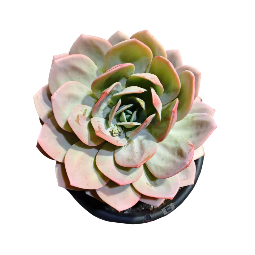 精品多肉 莲花仙子 （好看好养）