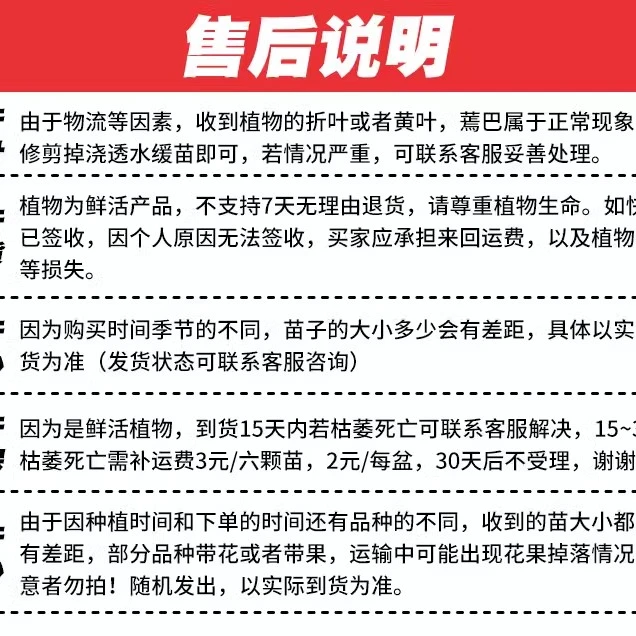 寿光精选紫根韭菜根