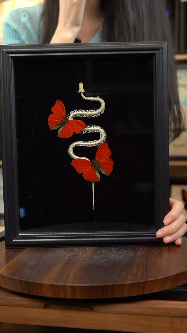 血漪双蝶+蛇骨标本（送礼盒