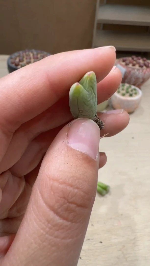 17-8多肉植物肉锥