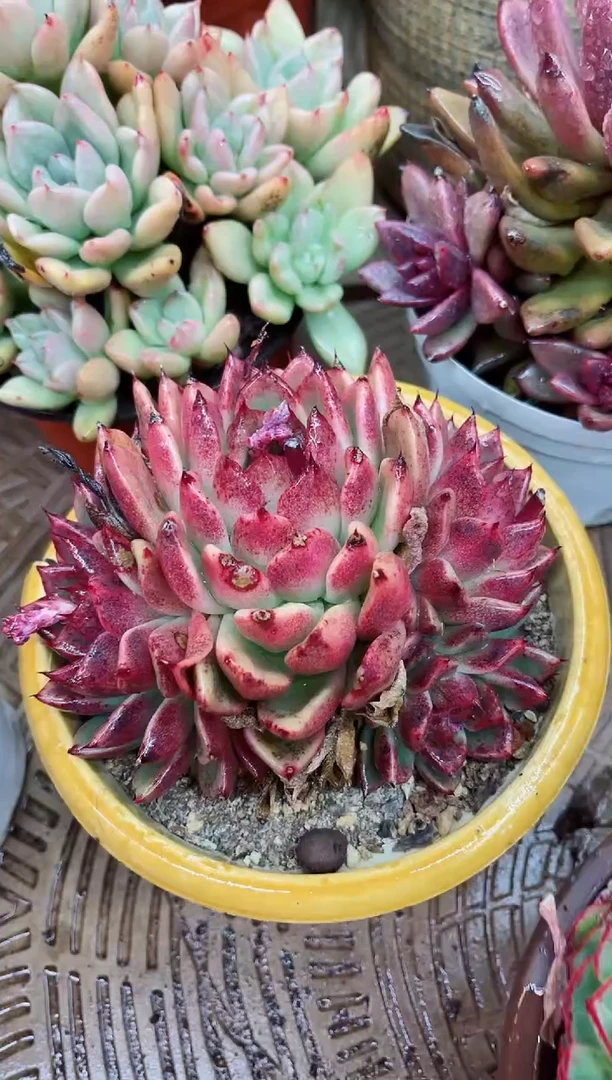 【闪购商品】23053