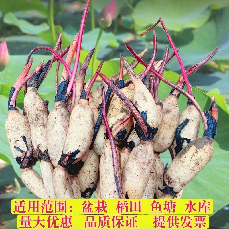大型观赏荷花种藕苗 莲藕种苗盆栽荷花种根茎 莲藕根块莲花卉盆景