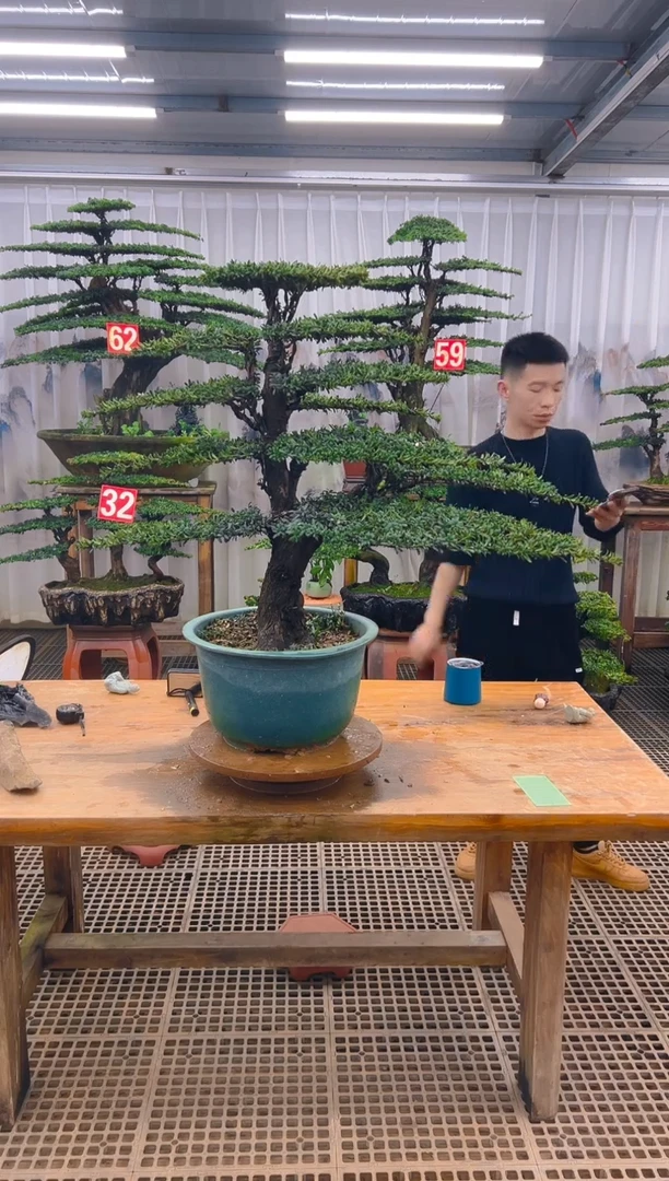 无花朵晴***?精品盆景直播间一物一拍