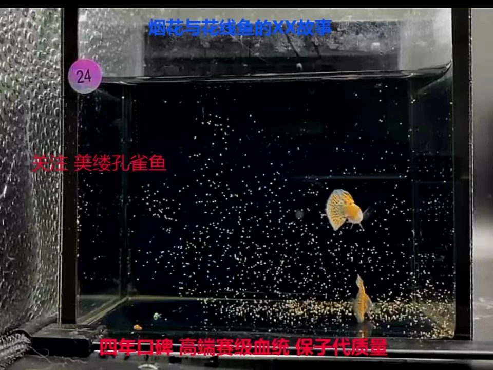孔雀鱼紫红草2对