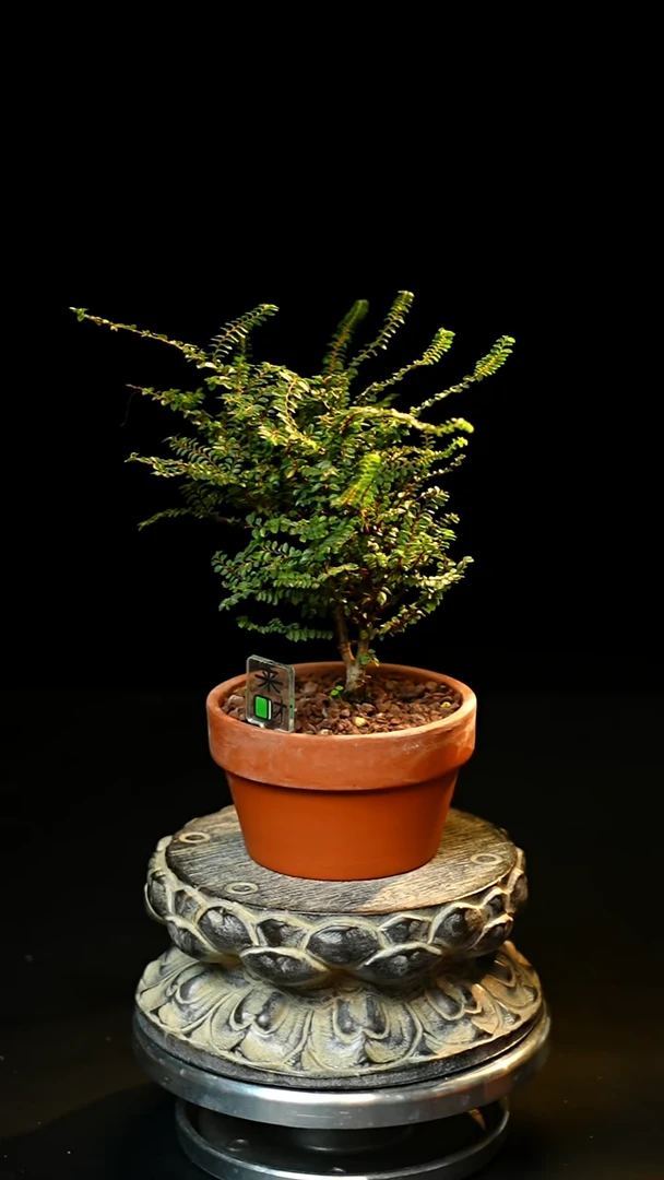 无花朵以实际为准