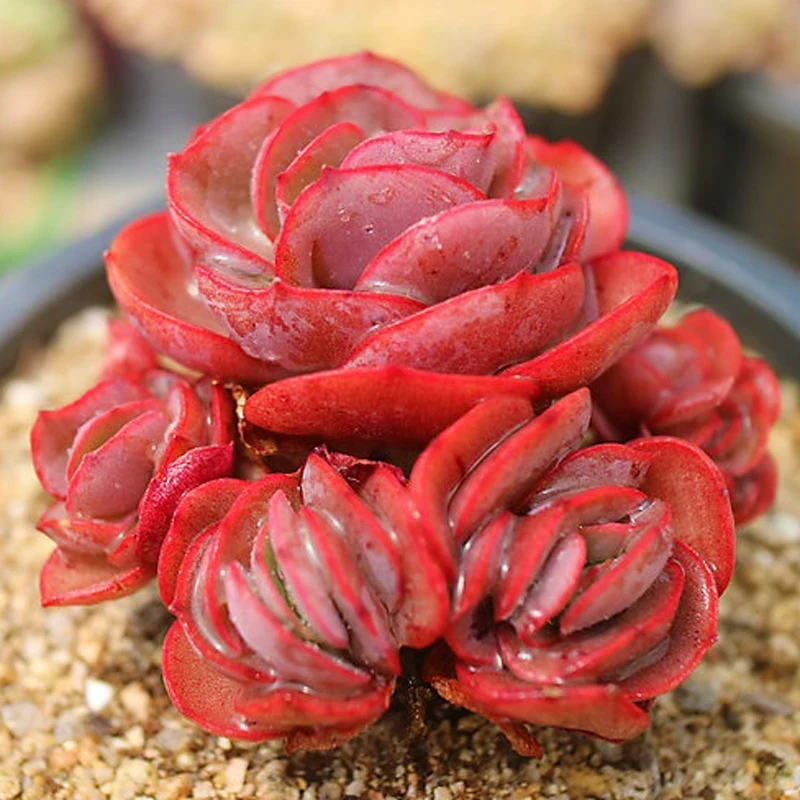 秀妍老桩群生多肉植物花卉盆栽办公室阳台客厅净化空气萌肉肉组合