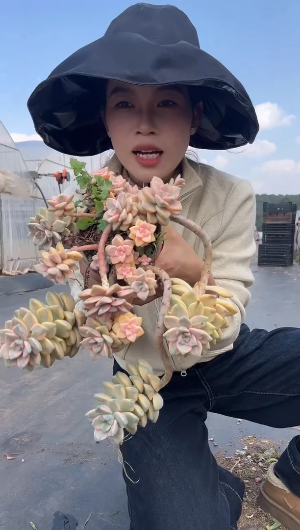 【闪购商品】5-妖桩美杏锦