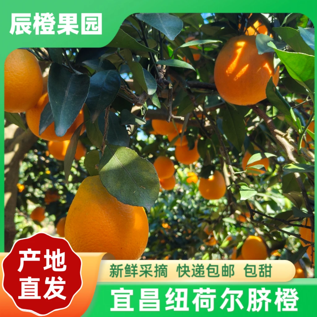 【湖北纽荷尔】宜昌新鲜脐橙现摘当季甜橙子果肉饱满汁水足孕妇水果