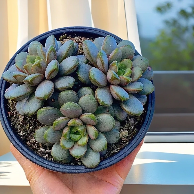 群生葡萄   稀缺  贵货 多肉植物【多肉满15包邮】新手好养