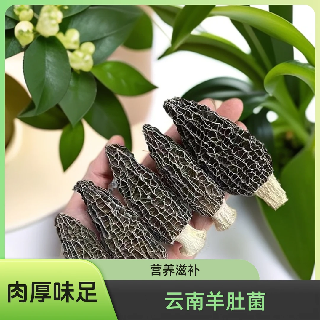 【供销邮选】特级肉厚羊肚菌干货煲汤炖汤香味足营养滋补产地直销