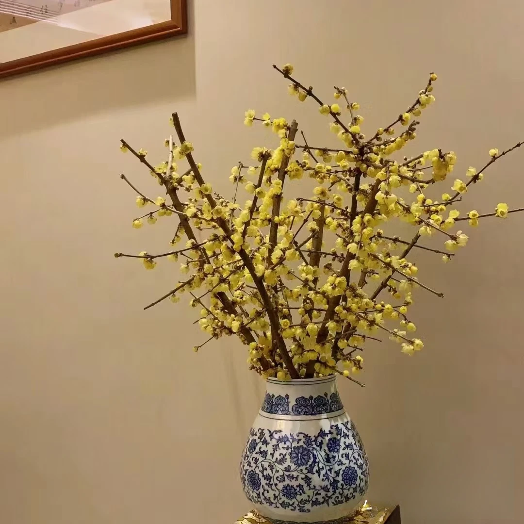 【中国产腊梅】腊梅 冬季优选  玖枝花优选 云南基地直发鲜花儿