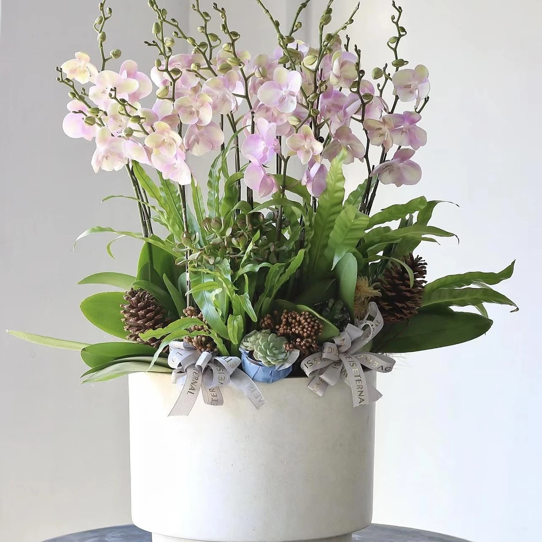 【威尼斯】 【同品5-6颗送盆】蝴蝶兰基地直发四季鲜花组盆好养