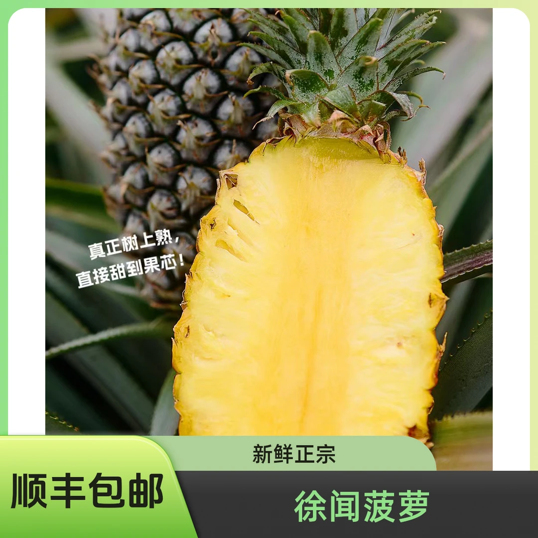 【顺丰包邮】正宗徐闻香水菠萝新鲜采摘自然树熟