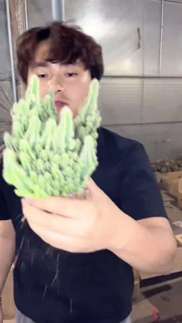 万重山 群生【带根】