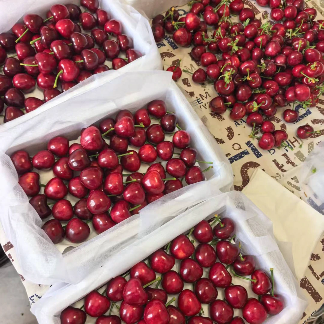 现摘大连美早大樱桃1.8-4.8斤2J-4J顺丰空运