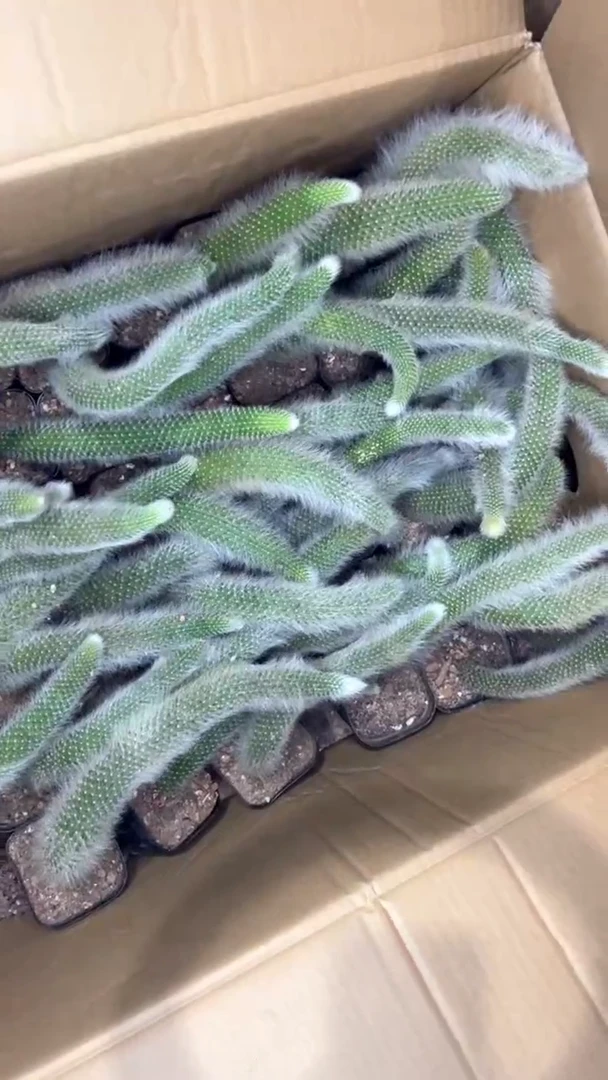 5颗【带根】九尾狐