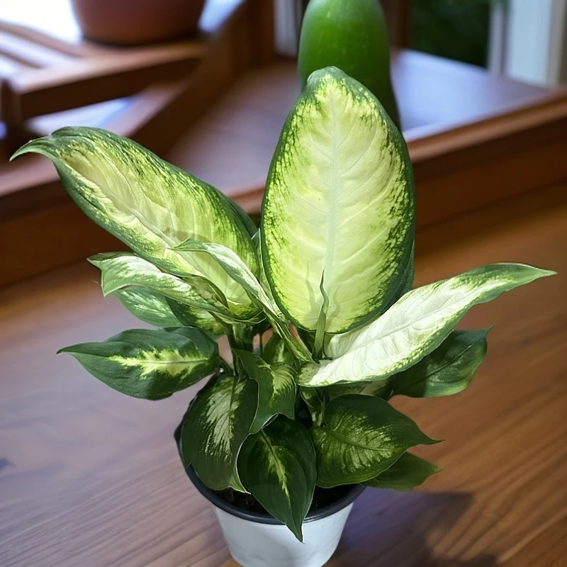 玛丽安万年青客厅四季常青好养空气净化植物