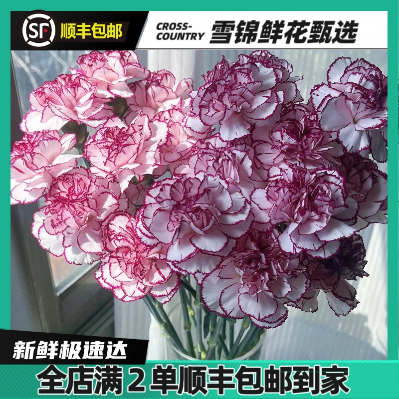 【康乃馨】鲜花冬季限定小众花材云南生活鲜花基地直发超长花期