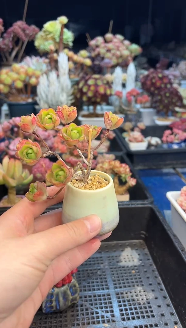 【闪购商品】45不带盆