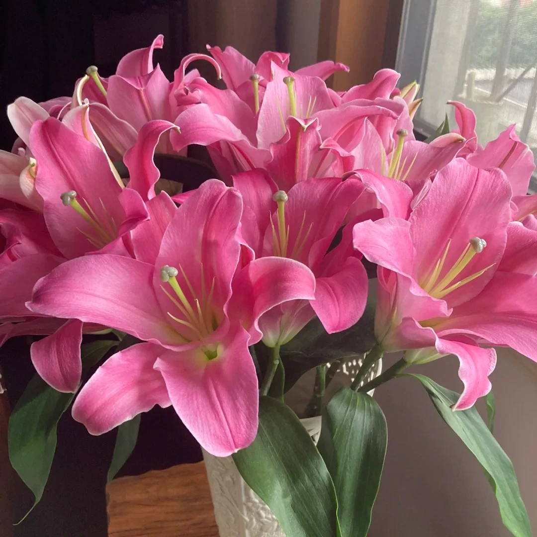 【两个老六卖花花】阿凯德百合 任意2单鲜花包邮 发货后不支持退款