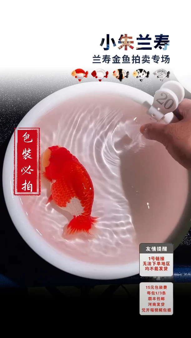 金鱼 包装必拍未拍顺丰到付20号