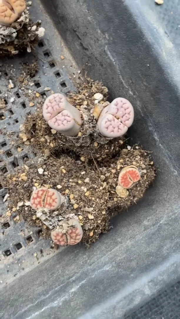 5599直播一物一拍