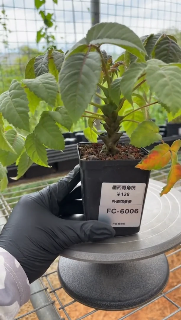墨西哥角榄FC-6006