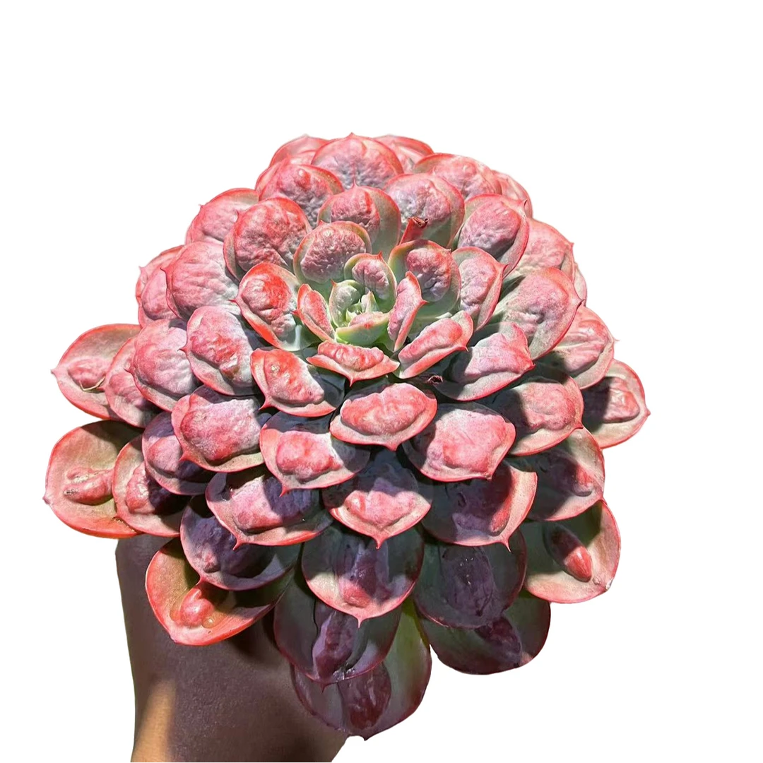 精品多肉 多头雨滴