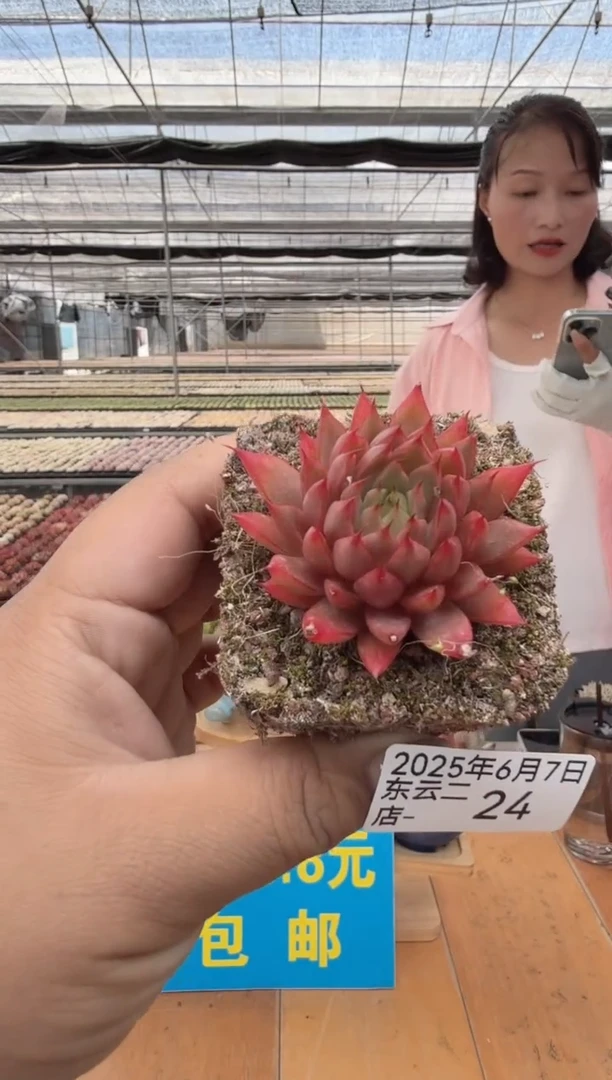 东云多肉园二店-24