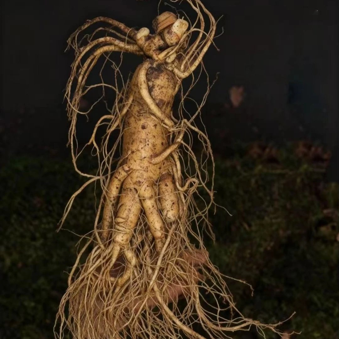 【煲汤泡酒】10年以上长白山人参单根250g