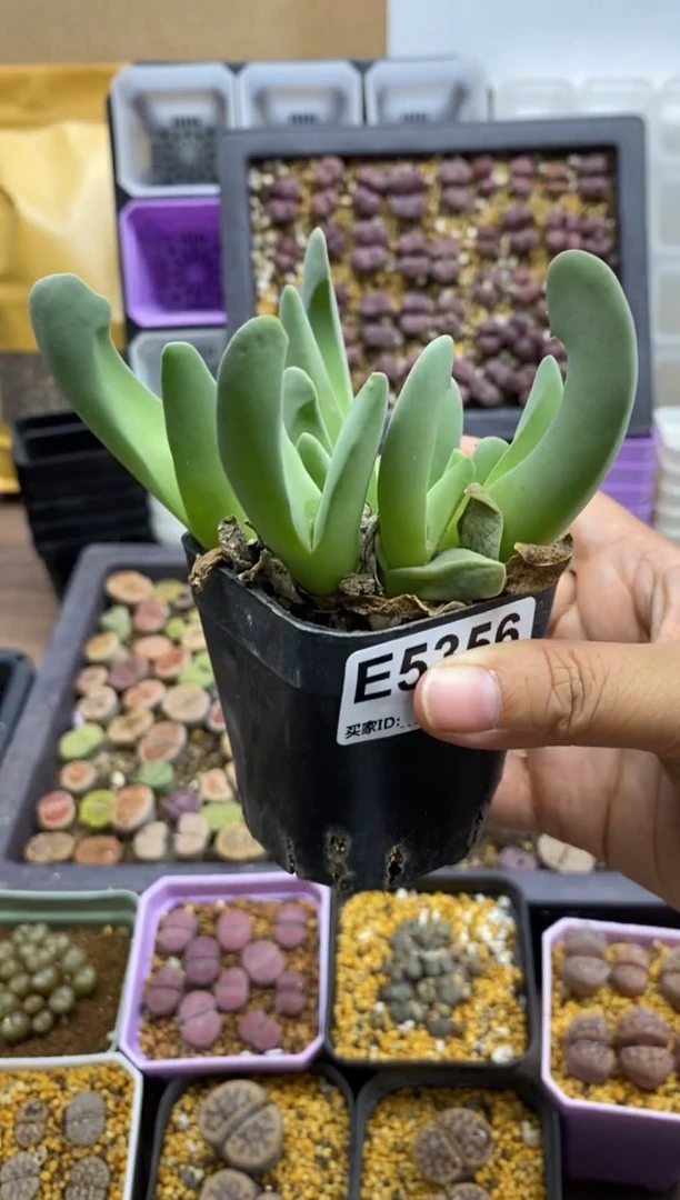 5356直播一物一拍