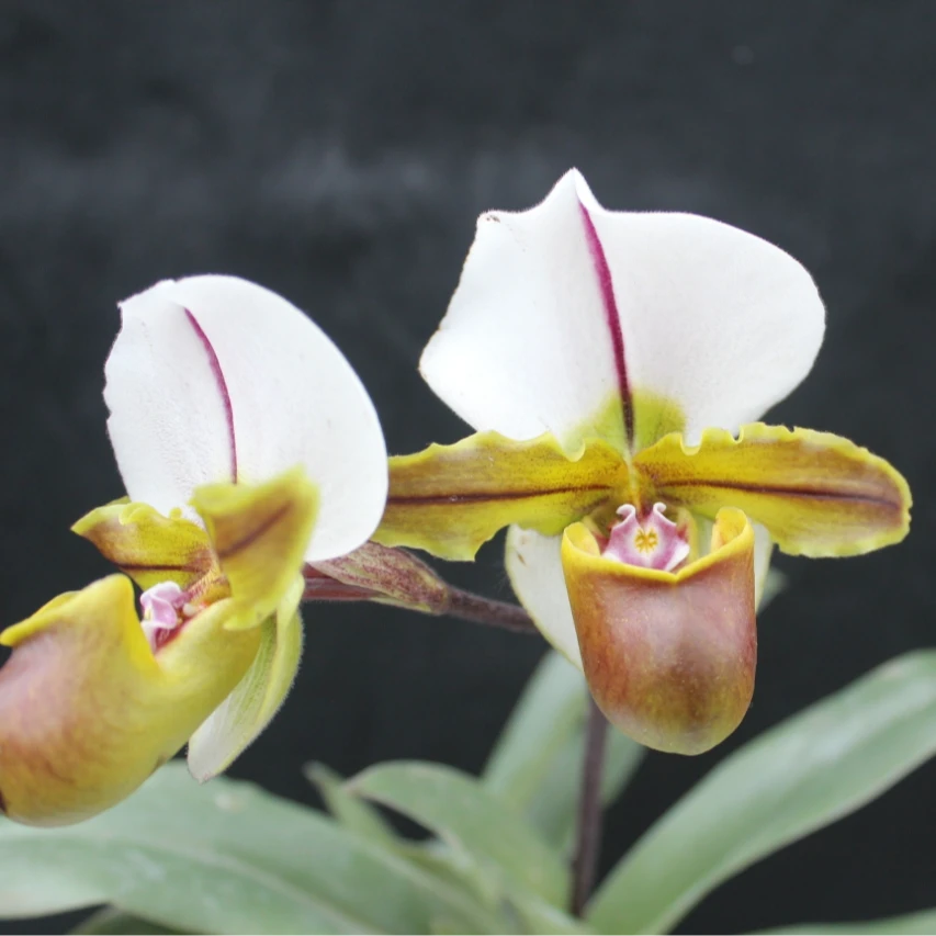 万峰绿缘【大青蛙兜兰】室内花卉盆栽花期长