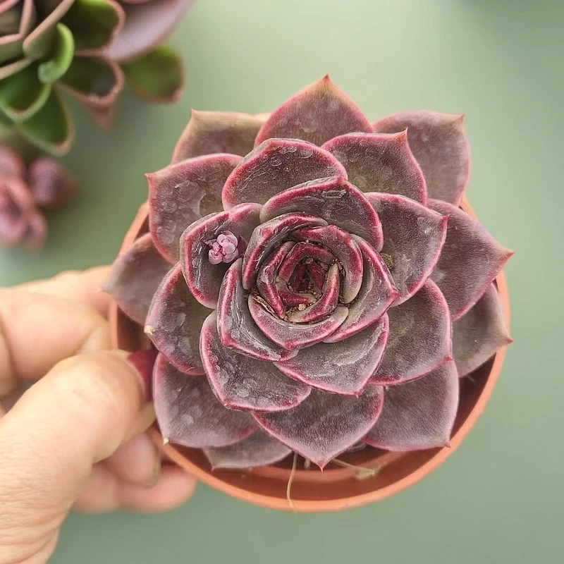 优选黑水晶杂多肉（满9.99包邮）吹吹多肉多肉植物