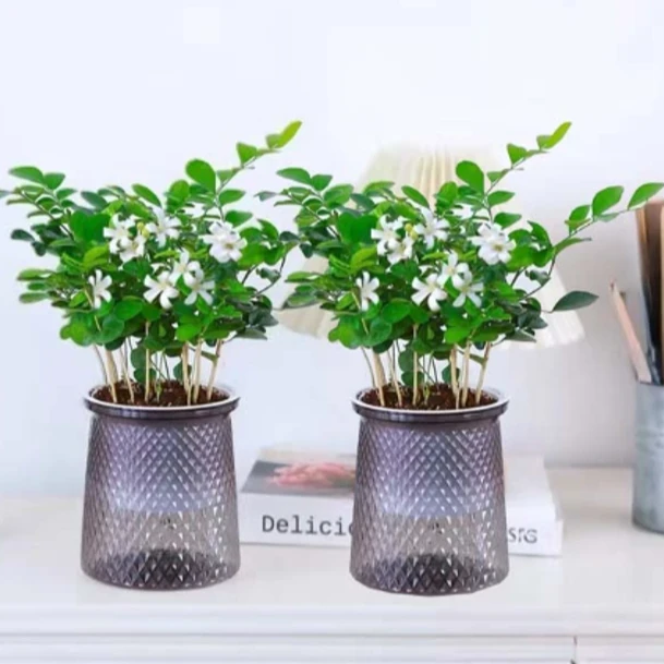 【买一发一套】九里香盆栽四季种植开花卉室内客厅外客厅阳台种植