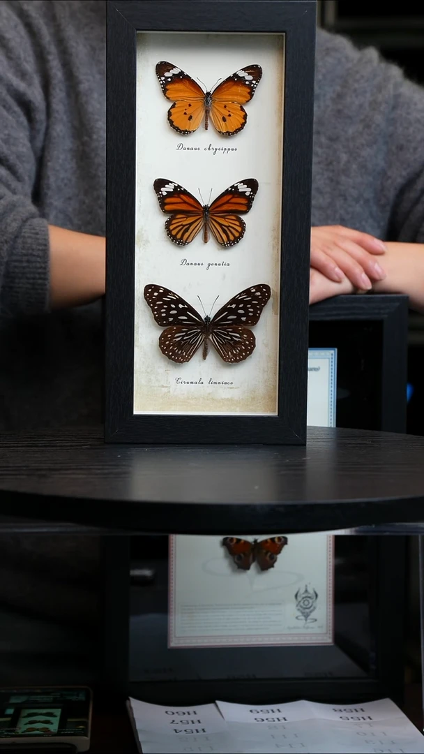 三斑蝶标本摆件竖框