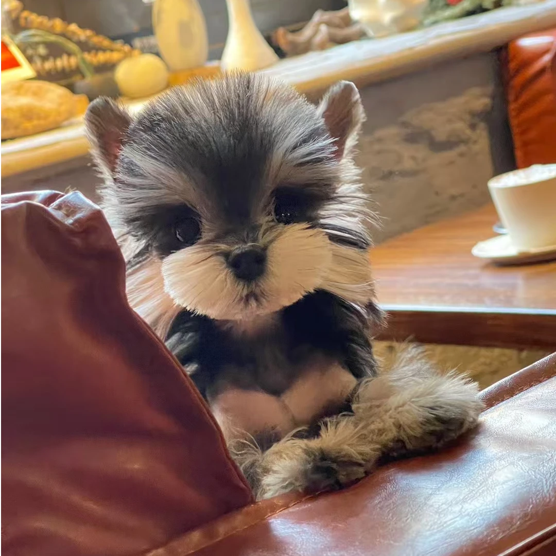 雪纳瑞宠物狗狗伴侣犬女朋友礼物聪明温顺乖小狗甜美卡哇伊二木家