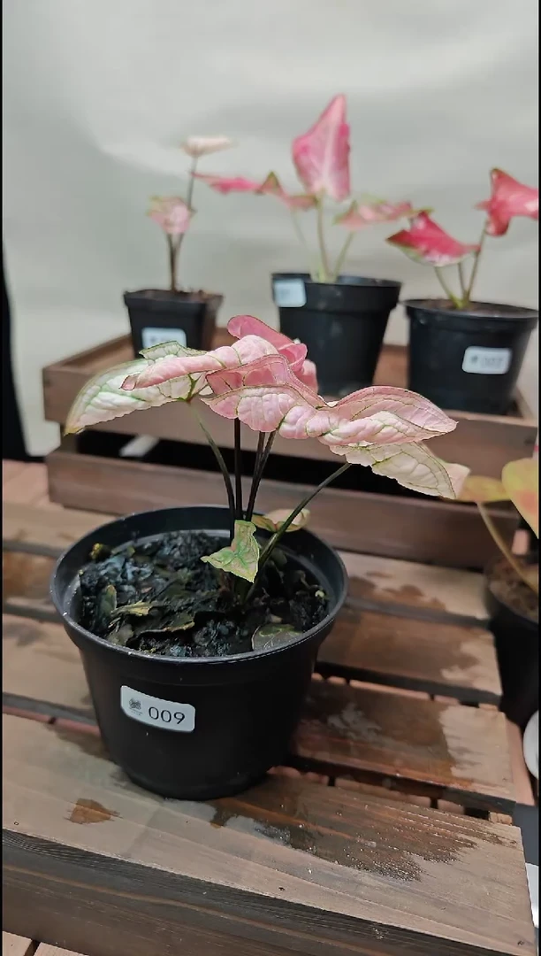 不开花植物009虾卷彩叶芋一物一拍
