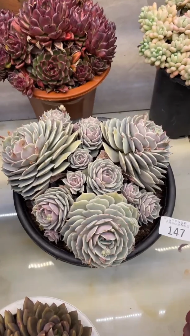 【闪购商品】147露娜莲