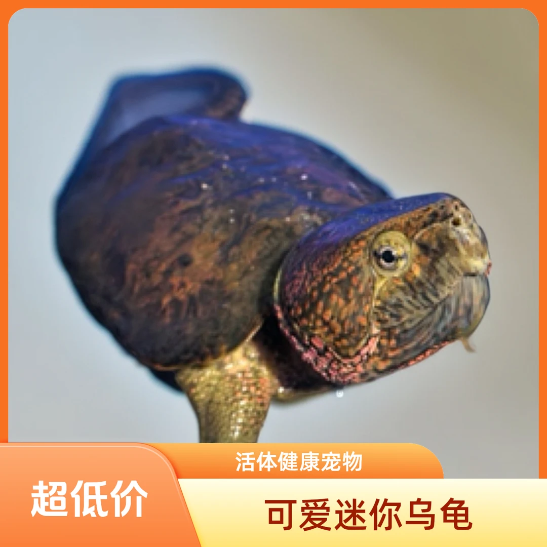 活体鹰嘴龟 顺丰包邮包活