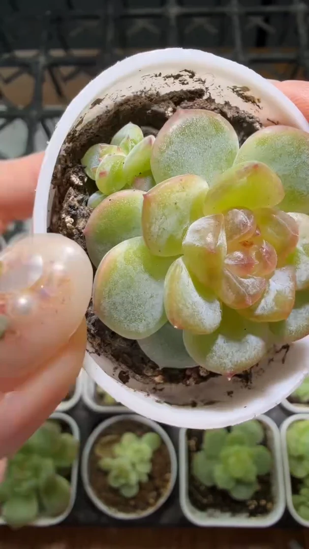 839  B2多肉植物