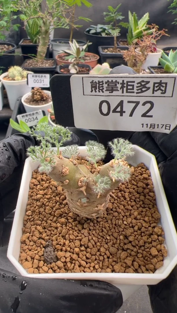 桃**?0915-472-白皮月界带盆土