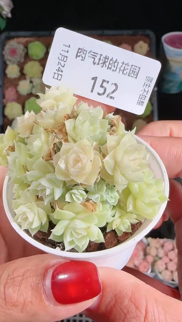 1124-152群生不包整