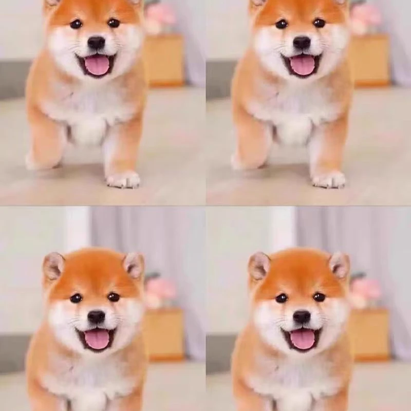 （老王猛犬）狗狗活体