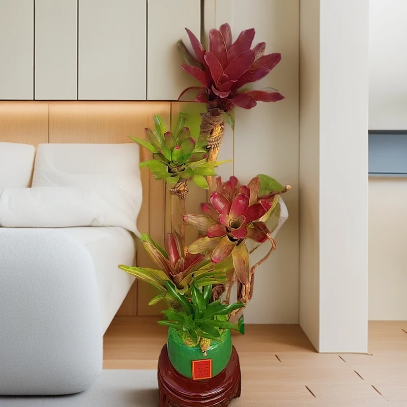 进口积水凤梨大中小型五彩雨林沉木造景微景观室内观赏绿植好养