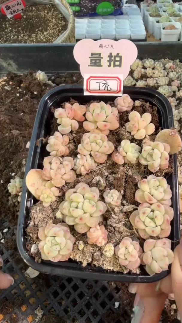 T秃 切糕1盒 量拍混发